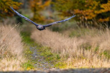 Haliaeetus albicilla, Beyaz Kuyruklu Kartal, arka planda ormanlı yırtıcı kuş.