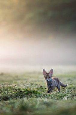 Yavru tilki (Vulpes vulpes) sabahın erken saatlerinde tarlada oturuyor..