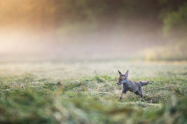 Yavru tilki (Vulpes vulpes) sabahın erken saatlerinde tarlada oturuyor..