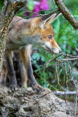 Yeşil ormandaki genç tilki. Şirin Kızıl Tilki, Vulpes vulpes, ormanda. Doğadan vahşi yaşam sahnesi. Doğal ortamda bir hayvan. Yeşil bir ortamda hayvanlar.
