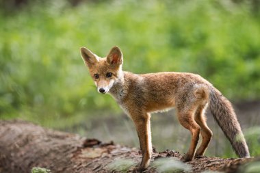 Kızıl tilki, Vulpes vulpes, ormandaki yavru. Doğal ortamda sevimli küçük yırtıcılar. Doğadan vahşi yaşam sahnesi
