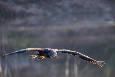 Suyun üzerinde uçan beyaz kuyruklu kartal (Haliaeetus albicilla)
