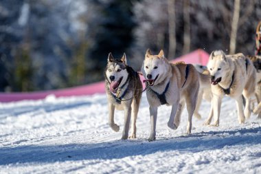 Sedivacek 'in uzun, Çek Cumhuriyeti' ndeki kızak yarışı. Çek dağlarının güzel çevresinde köpek kızağı kayıyor..
