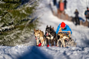 Sedivacek 'in uzun, Çek Cumhuriyeti' ndeki kızak yarışı. Çek dağlarının güzel çevresinde köpek kızağı kayıyor..