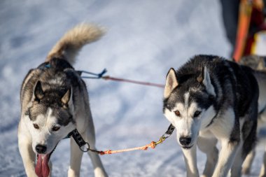 Sedivacek 'in uzun, Çek Cumhuriyeti' ndeki kızak yarışı. Çek dağlarının güzel çevresinde köpek kızağı kayıyor..