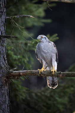 Ormandaki Kuzey Şahini (Accipiter gentilis)          