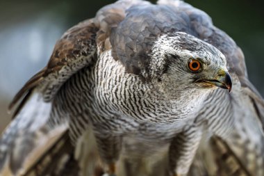 Goshawk Accipiter Gentilis, avını yiyor, yakın plan.