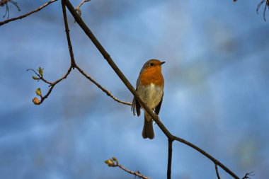 Erithacus rubecula. Ormandaki dalda oturan Avrupalı bülbül. Vahşi yaşam
