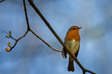 Erithacus rubecula. Ormandaki dalda oturan Avrupalı bülbül. Vahşi yaşam