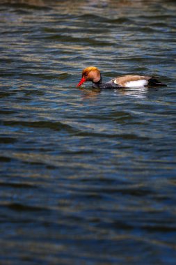 Kırmızı ibikli pochard (Netta rufina)