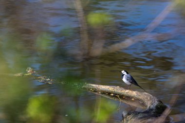 Beyaz kuyruklu (Motacilla alba) nehirde bir kütüğün üzerinde duruyor. Doğal ortamda küçük bir kuş.