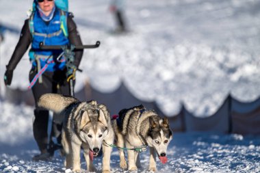 DESTNE, CZECH REPUBLIC - 22 Ocak 2025: Sedivacek 'in kışın dağ manzarasında uzun kızak yarışı. Husky kızak köpek yarışı. Kış köpeği kızak takımı yarışması. 