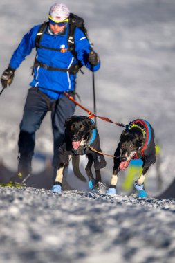 DESTNE, CZECH REPUBLIC - 22 Ocak 2025: Sedivacek 'in kışın dağ manzarasında uzun kızak yarışı. Husky kızak köpek yarışı. Kış köpeği kızak takımı yarışması. 