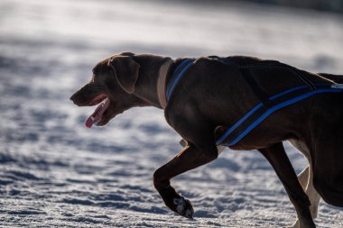Husky kızak köpek yarışı. Kış köpeği kızak takımı yarışması. Sibirya köpekleri musher ile kızak çeker. Karlı ülkeyi baştan başa geçen yolda etkin çalışma
