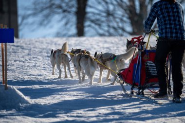 Husky kızak köpek yarışı. Kış köpeği kızak takımı yarışması. Sibirya köpekleri musher ile kızak çeker. Karlı ülkeyi baştan başa geçen yolda etkin çalışma