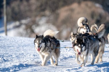 Husky kızak köpek yarışı. Kış köpeği kızak takımı yarışması. Sibirya köpekleri musher ile kızak çeker. Karlı ülkeyi baştan başa geçen yolda etkin çalışma
