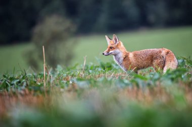 Genç kızıl tilki (Vulpes vulpes) yaz otlağında doğal ortamında