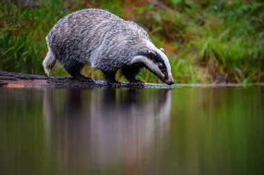 Porsuk (meles meles) bir ağaç gövdesi üzerinde suda yatıyor