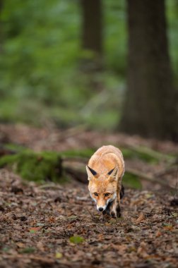 Orman vahşi doğası. Yeşil ormandaki tilki. Şirin Kızıl Tilki, Vulpes vulpes, ormanda. Doğadan vahşi yaşam sahnesi. Doğa habitatında bir hayvan. Yeşil ortamda hayvan.