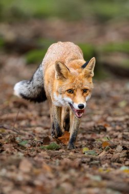 Orman vahşi doğası. Yeşil ormandaki tilki. Şirin Kızıl Tilki, Vulpes vulpes, ormanda. Doğadan vahşi yaşam sahnesi. Doğa habitatında bir hayvan. Yeşil ortamda hayvan.