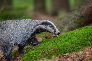 Yakın çekim, alçak açı, Avrupa porsuğu Meles Meles 'e doğrudan bakış. Siyah ve beyaz çizgili orman hayvanı ormanda av arıyor.. 