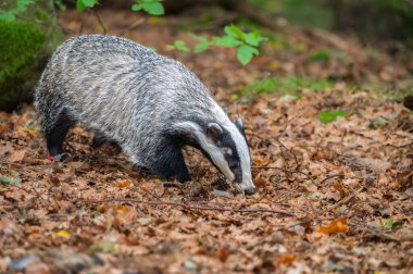 Yakın çekim, alçak açı, Avrupa porsuğu Meles Meles 'e doğrudan bakış. Siyah ve beyaz çizgili orman hayvanı ormanda av arıyor.. 