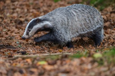 Yakın çekim, alçak açı, Avrupa porsuğu Meles Meles 'e doğrudan bakış. Siyah ve beyaz çizgili orman hayvanı ormanda av arıyor.. 