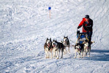 DESTNE, CZECH REPUBLIC - 22 Ocak 2025: Sedivacek 'in kışın dağ manzarasında uzun kızak yarışı. Husky kızak köpek yarışı. Kış köpeği kızak takımı yarışması. 