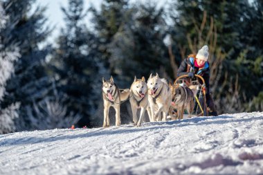 DESTNE, CZECH REPUBLIC - 22 Ocak 2025: Sedivacek 'in kışın dağ manzarasında uzun kızak yarışı. Husky kızak köpek yarışı. Kış köpeği kızak takımı yarışması. 