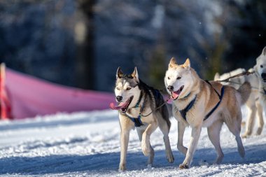 Husky kızak köpek yarışı. Kış köpeği kızak takımı yarışması. Sibirya köpekleri musher ile kızak çeker. Karlı ülkeyi baştan başa geçen yolda etkin çalışma