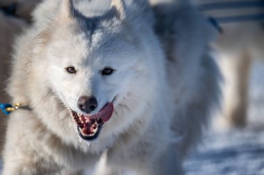 Husky sled dog racing. Winter dog sport sled team competition. Siberian husky dogs pull sled with musher. Active running on snowy cross country track road clipart