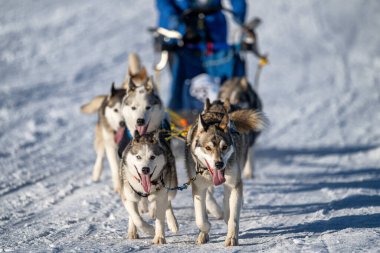 Husky kızak köpek yarışı. Kış köpeği kızak takımı yarışması. Sibirya köpekleri musher ile kızak çeker. Karlı ülkeyi baştan başa geçen yolda etkin çalışma