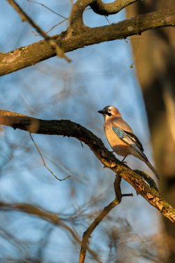 Eurasian Jay (Garrulus glandarius) on a branch in the forest. clipart