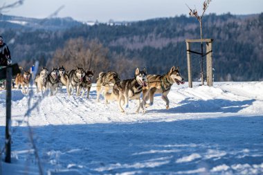 DESTNE, CZECH REPUBLIC - 22 Ocak 2025: Sedivacek 'in kışın dağ manzarasında uzun kızak yarışı. Husky kızak köpek yarışı. Kış köpeği kızak takımı yarışması. 