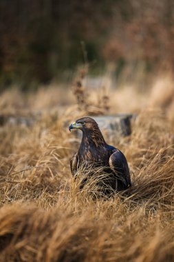 Altın Kartal (Aquila chrysaetos), Kuzey Yarımküre 'de yaşayan bir yırtıcı kuş türüdür. En yaygın olarak dağıtılan kartal türüdür. Tüm kartallar gibi o da Accipitridae ailesine ait..