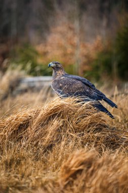 Altın Kartal (Aquila chrysaetos), Kuzey Yarımküre 'de yaşayan bir yırtıcı kuş türüdür. En yaygın olarak dağıtılan kartal türüdür. Tüm kartallar gibi o da Accipitridae ailesine ait..