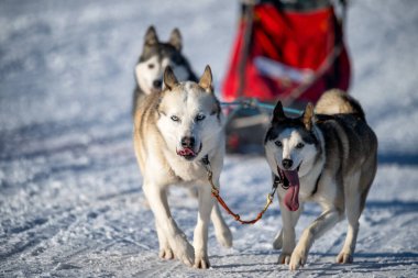 DESTNE, CZECH REPUBLIC - 23 Ocak 2025: Sedivackuv 'daki Destne, Orlicky dağ yarışında kar üzerinde yarışan bisikletçi.