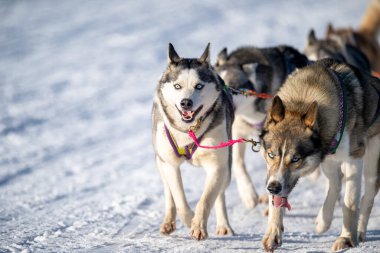 DESTNE, CZECH REPUBLIC - 23 Ocak 2025: Sedivackuv 'daki Destne, Orlicky dağ yarışında kar üzerinde yarışan bisikletçi.