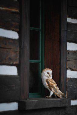 Ahır Baykuşunun portresi Eski ahşap bir evin camında