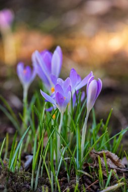 Parkta ve doğada ilkbahar çayırlarında timsahlar