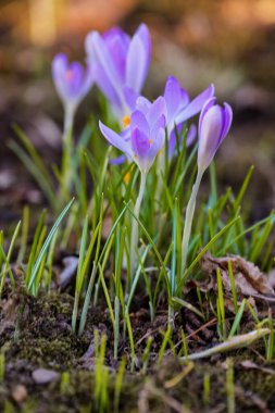 Parkta ve doğada ilkbahar çayırlarında timsahlar