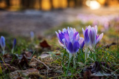 Parkta ve doğada ilkbahar çayırlarında timsahlar