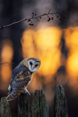 Ahır baykuşu (Tyto alba) bahar gündoğumunu kapat