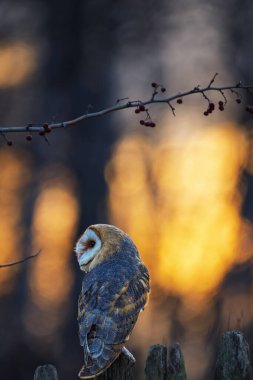 Ahır baykuşu (Tyto alba) bahar gündoğumunu kapat