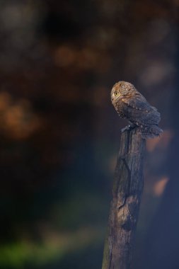 Avrupa Baykuşu, Otus sürüsü yaklaşıyor.