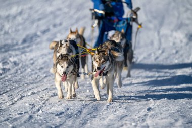Alaska malamute ve köpekleri ile kızak yarışı. Kar, kış, rekabet, yarış konsepti.