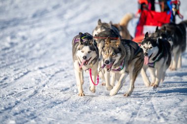Alaska malamute ve köpekleri ile kızak yarışı. Kar, kış, rekabet, yarış konsepti.