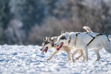 Alaska malamute ve köpekleri ile kızak yarışı. Kar, kış, rekabet, yarış konsepti.
