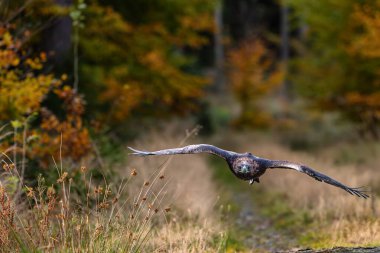Altın kartal (Aquila chrysaetos) ormanda çayırların üzerinde uçuyor. Yırtıcı kuş geniş kanatları ile uçuyor. Doğadan vahşi yaşam sahnesi. Habitat Avrupa, Kuzey Amerika, Asya.