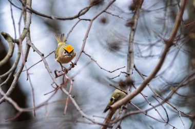 Pair of goldcrests (Regulus regulus) on branch. On of smallest bird, in the family Sylviidae, with male displaying impressive gold crest. clipart